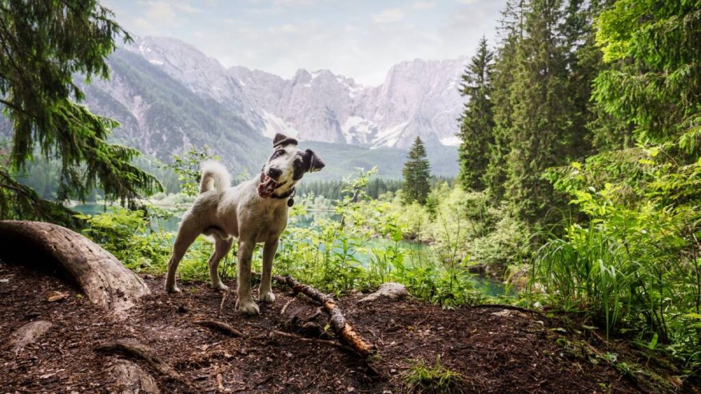 ¿Un perrito podría sobrevivir solo en la naturaleza?