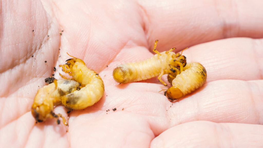 México en alerta por el gusano barrenador