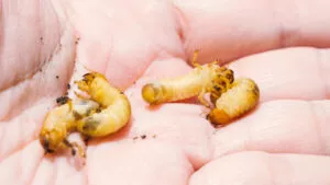 México importará 110 millones de moscas estériles contra el gusano barrenador