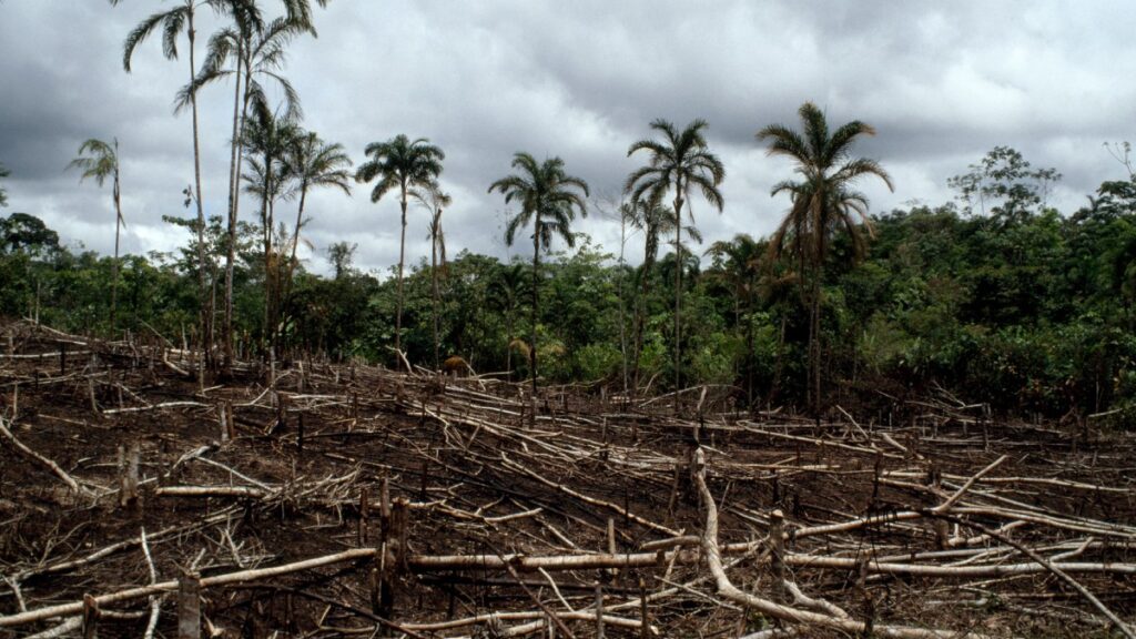 Alertan por deforestación en Misnebalam, Yucatán, el "pueblo fantasma"