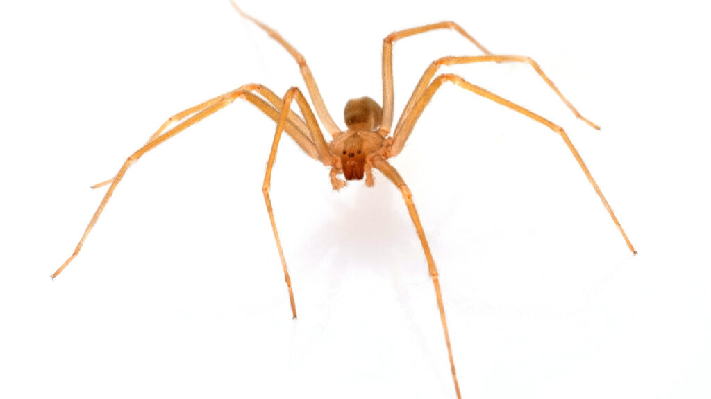 Señales de alerta y qué hacer tras picadura de araña violinista