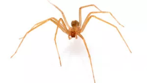 Muere mujer en NL por mordedura de araña violinista; señales de alerta y qué hacer