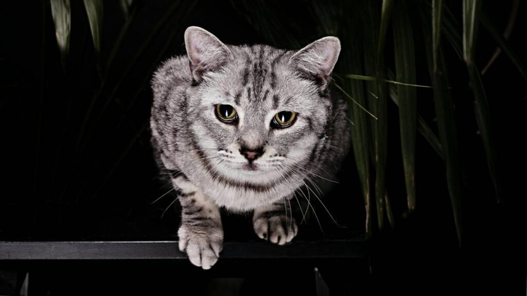 ¡Fichita y de garras afiladas! Arrestan a gata en Tailandia y se hace viral