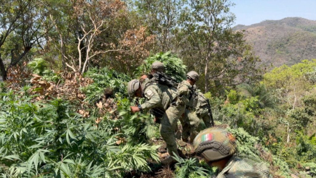 Así detecta y erradica la Defensa sembradíos de marihuana en Guerrero