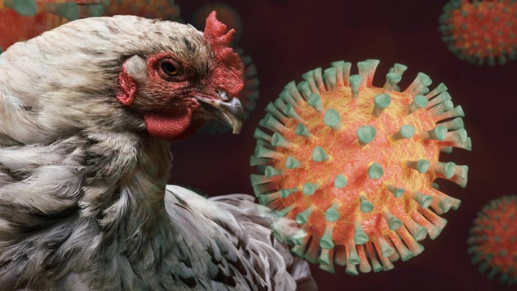 2024 registró el doble de brotes de gripe aviar en mamíferos; ¿qué implica esto en los humanos?