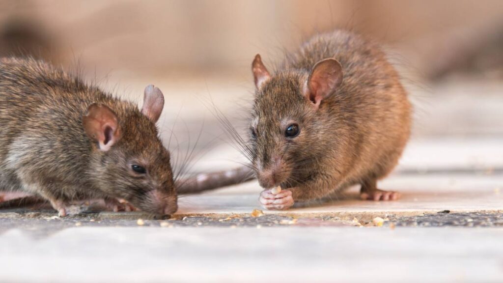 ¿Por qué el calentamiento global aumenta el número de ratas? Ve las ciudades más afectadas