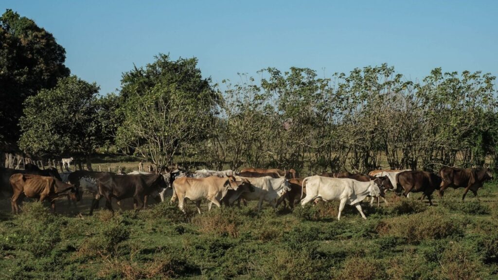 Chihuahua anuncia refuerzo a controles ganaderos por cierre de Estados Unidos a la importación