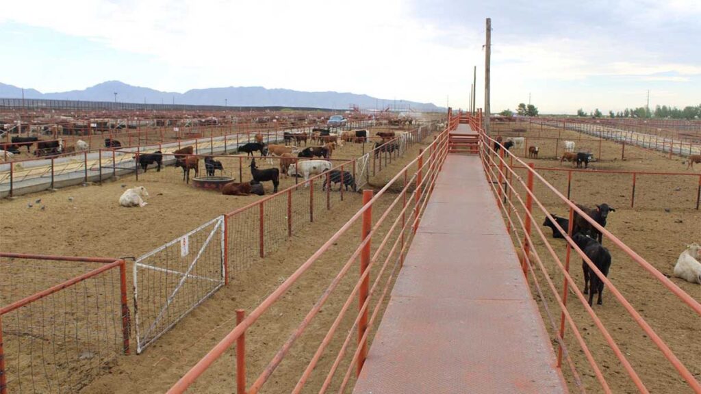 EE.UU. cerró la frontera al ganado mexicano.