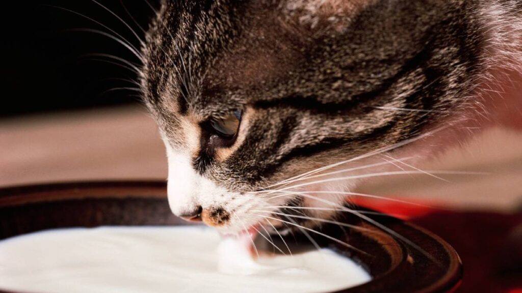 ¿Por qué deberías dejar de darle leche a tu gato?