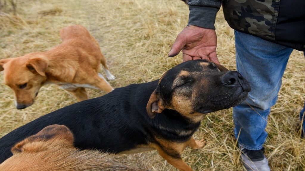 envenenan-a-perros-y-gatos-en-fraccionamiento-de-tianguismanalco-puebla-serian-unos-20