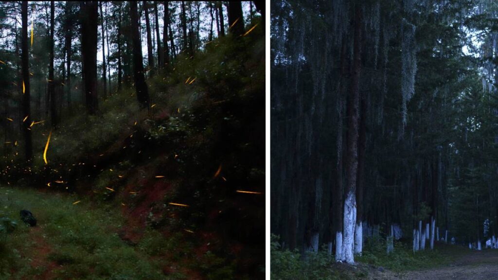 festival luciérnagas en el Estado de México