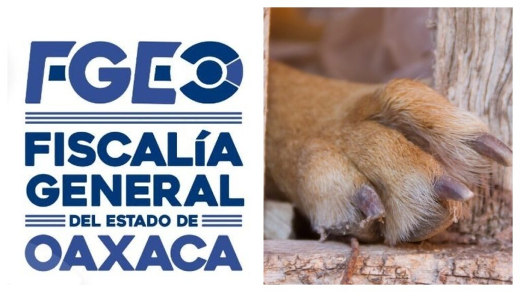 Fiscalia De Oaxaca Fgeo Investiga Maltrato Animal A Perros En Cuilápam.de Guerrero