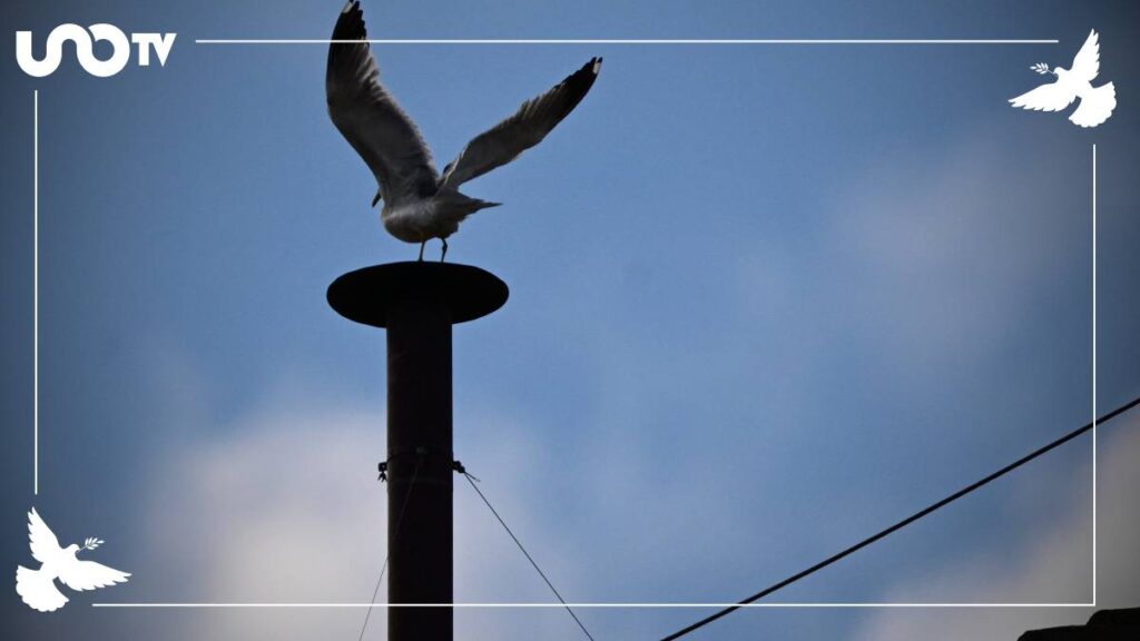 ¿Qué pasa después de la fumata blanca en el Vaticano?