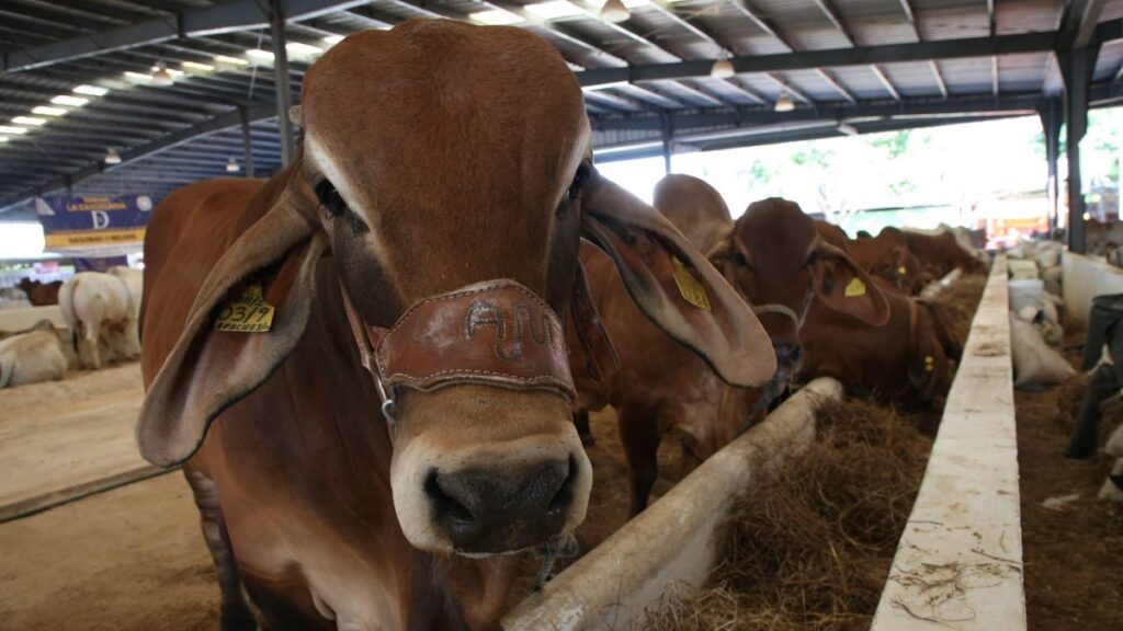 EE. UU. defiende bloqueo de ganado por brote de gusano barrenador en México