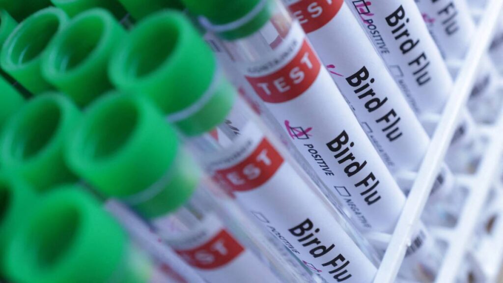 Brasil descarta gripe aviar en Tocantins y da alivio comercial a México, principal importador de pollo