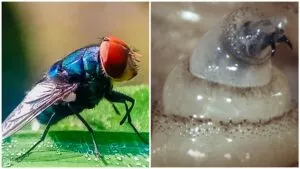 Gusano barrenador en humanos: cómo prevenir una infección que ya deja casos en México