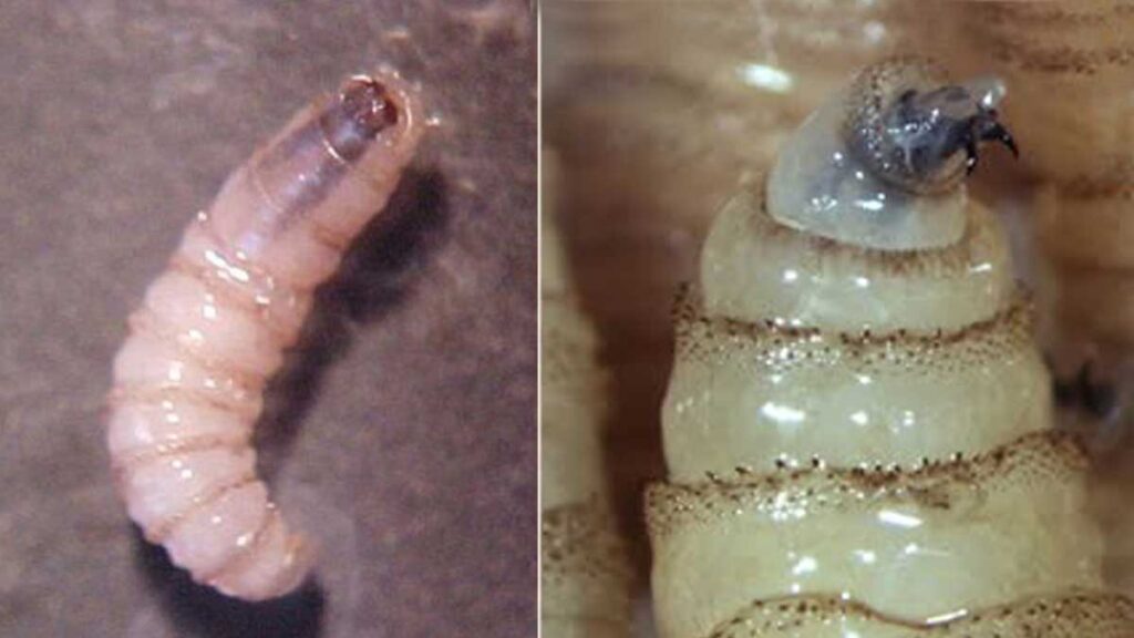 Gusano Barrenador Humanos Still