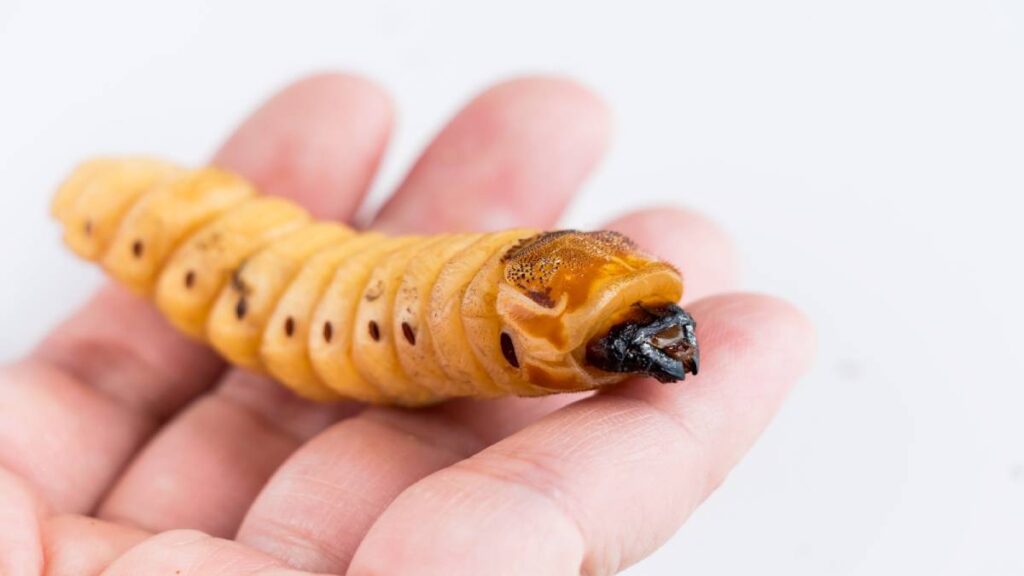 ¿Por qué el gusano barrenador surge de “una tormenta perfecta”? UNAM da estas 4 causas