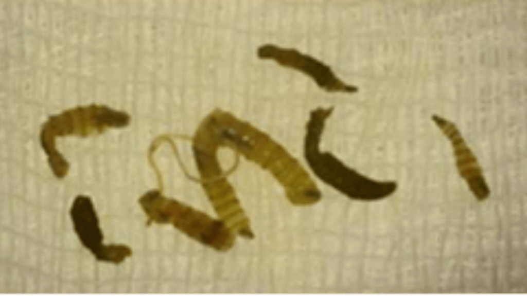 Chiapas, Tabasco y Campeche están en alerta sanitaria por gusano barrenador, los más expuestos en todo México