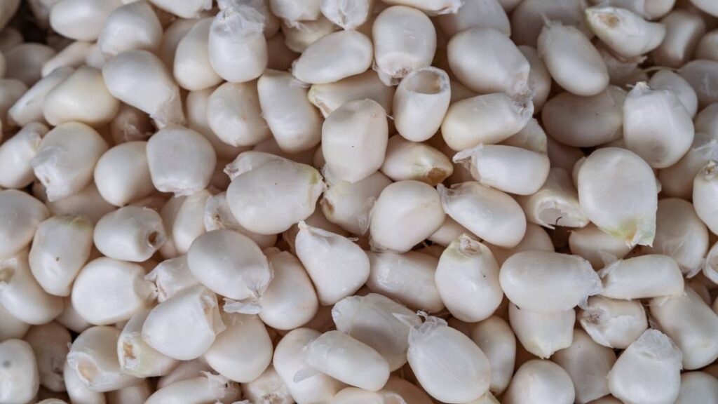 ¿Qué pasa con el maíz blanco?