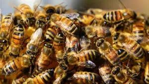 Magistrada muere tras proteger a su hijo de un ataque de abejas en Zacatecas