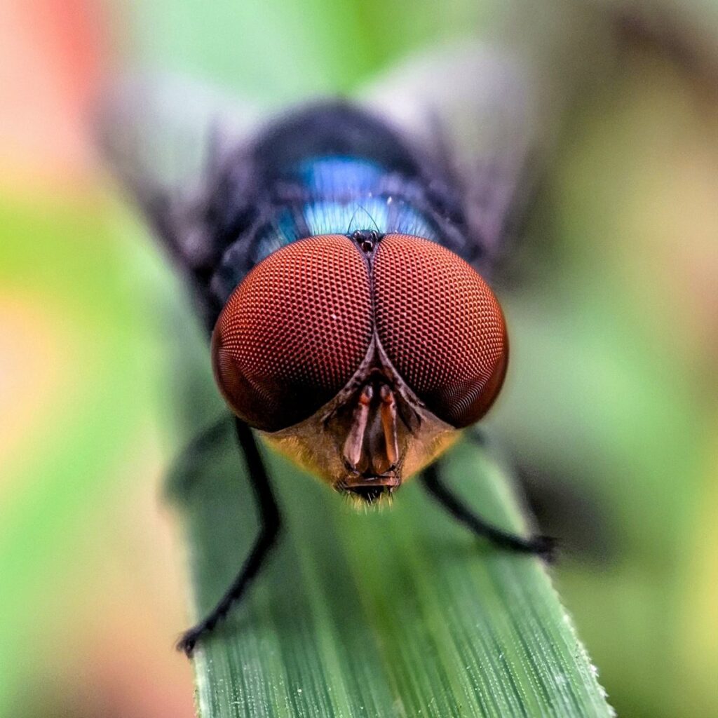 La Cochliomyia hominivorax