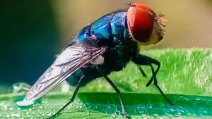 México lanzará 100 millones de moscas por semana para frenar peligrosa plaga ganadera