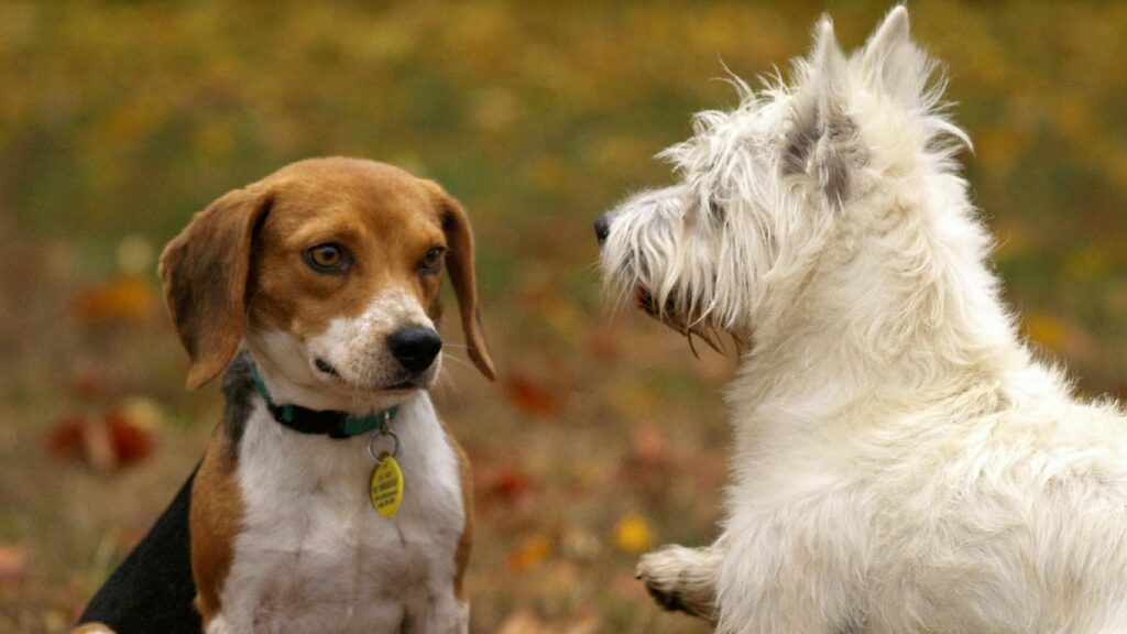 Estas son las 5 razas de perros más fáciles y difíciles de cuidar, según experta