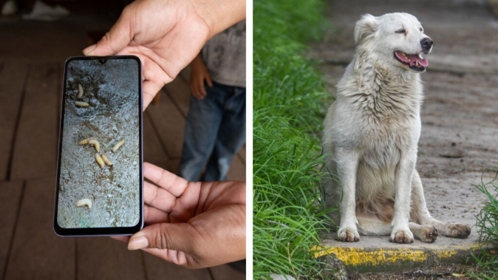Los perros han sido afectados por el gusano barrenador