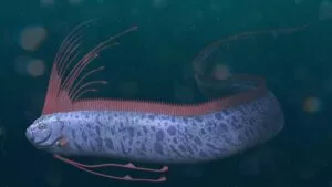 Hallan dos peces remo en Baja California Sur; despiertan interés y supersticiones