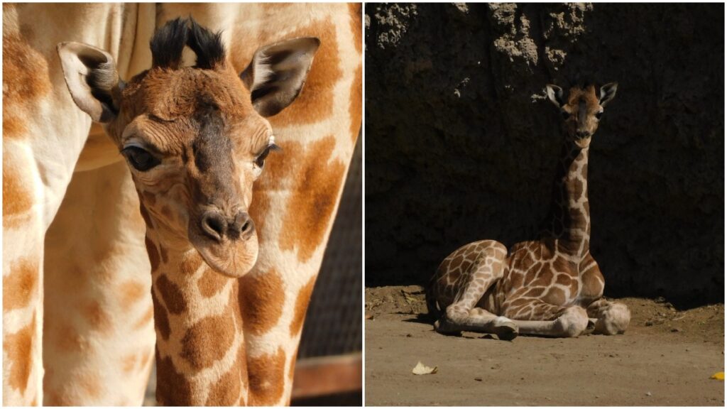 Presenta Zoológico de Chapultepec a Jabari, la nueva cría de jirafa del Centro de Conservación