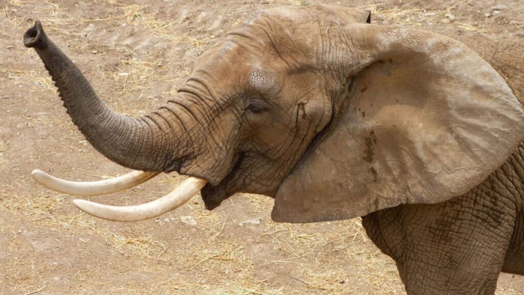 Cierran santuario silvestre en Culiacán por violencia 