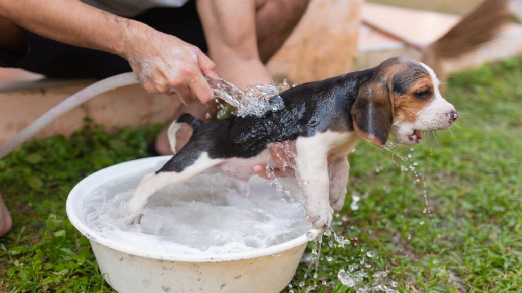 ¿Cómo refrescar a un perro? Estas 8 recomendaciones ayudarán a tu mascota