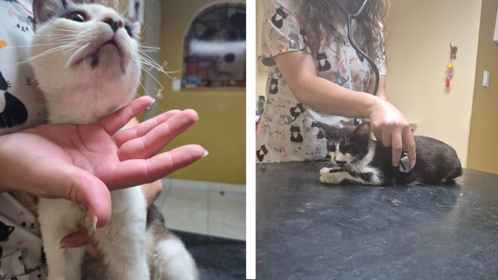 Rescatan a dos gatitos víctimas de maltrato en Xichú; autoridades de Guanajuato ya investigan