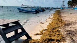 Inicia arribazón atípica de sargazo a las costas de Quintana Roo