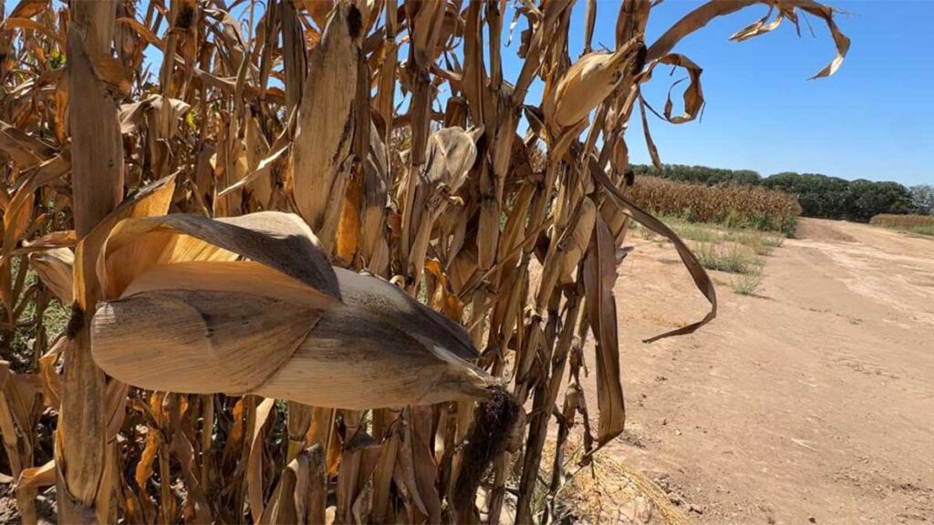 La sequía en Sinaloa afecta las cosechas en el estado.