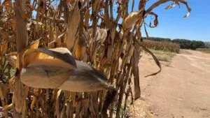 Se agudiza sequía en Sinaloa; cierran compuertas de 5 de las 11 presas en el estado