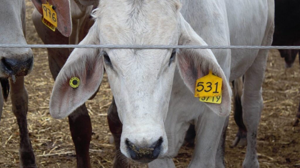 Tamaulipas pide pronta reapertura de la frontera con EE. UU. tras cierre por gusano barrenador