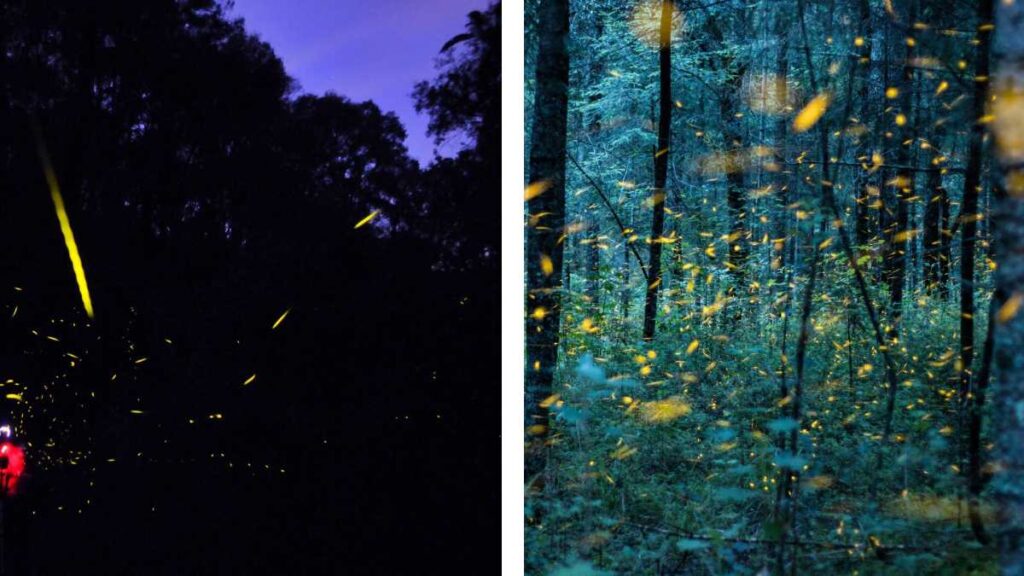 Temporada de Luciérnagas 2025 en Tlaxcala