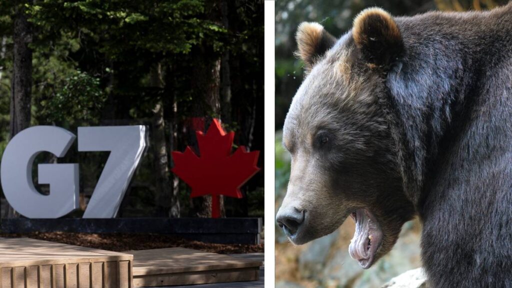 G7 ataque de osos
