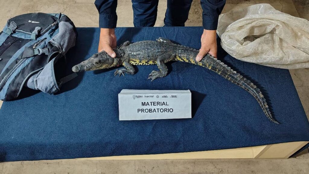 aseguran-cocodrilo-abandonado-en-mochila-en-el-zocalo-de-puebla