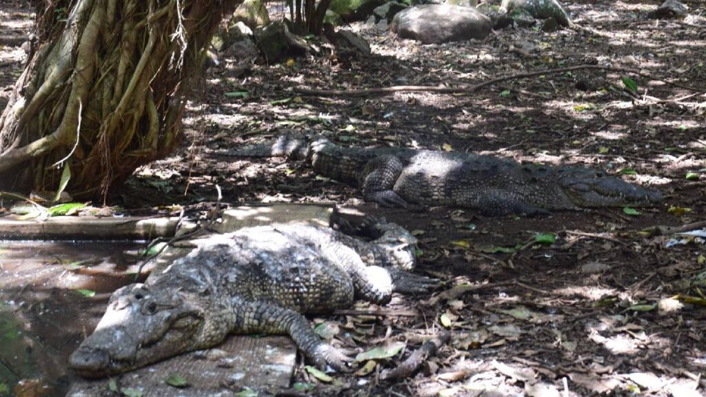 captan-a-cocodrilo-en-playas-de-cancun-video
