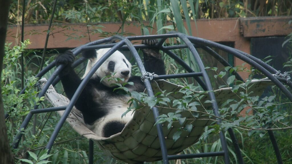 chapultepec-se-viste-de-fiesta-para-celebrar-los-35-anos-de-xin-xin-la-panda-gigante