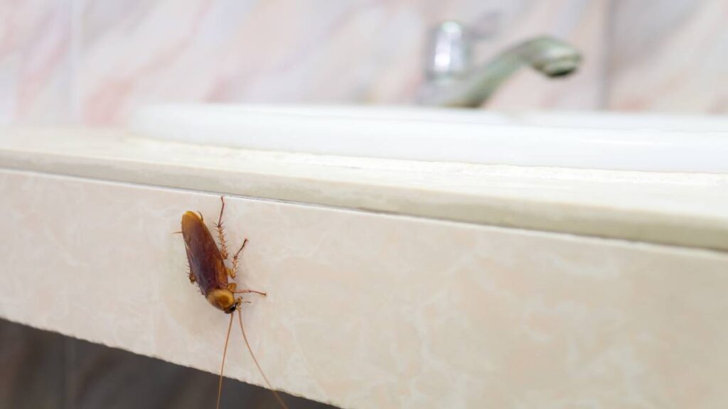 Por estas 5 razones las cucarachas pueden invadir tu hogar cuando llueve; ve qué hacer