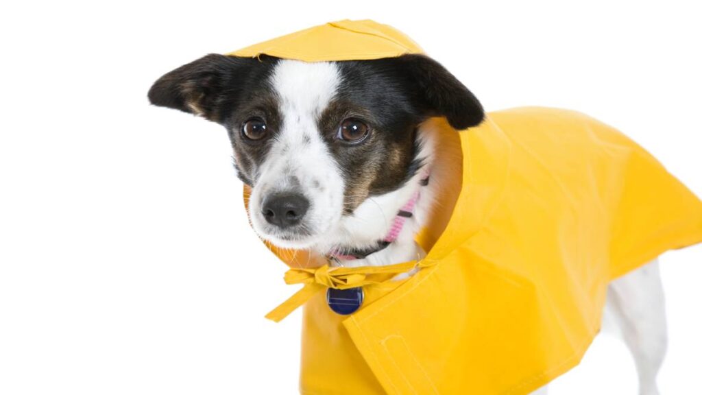 ¿Cómo cuidar a un perro en temporada de lluvias? Ve 5 consejos prácticos que agradecerá tu lomito