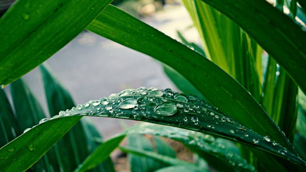 cuidar plantas lluvia