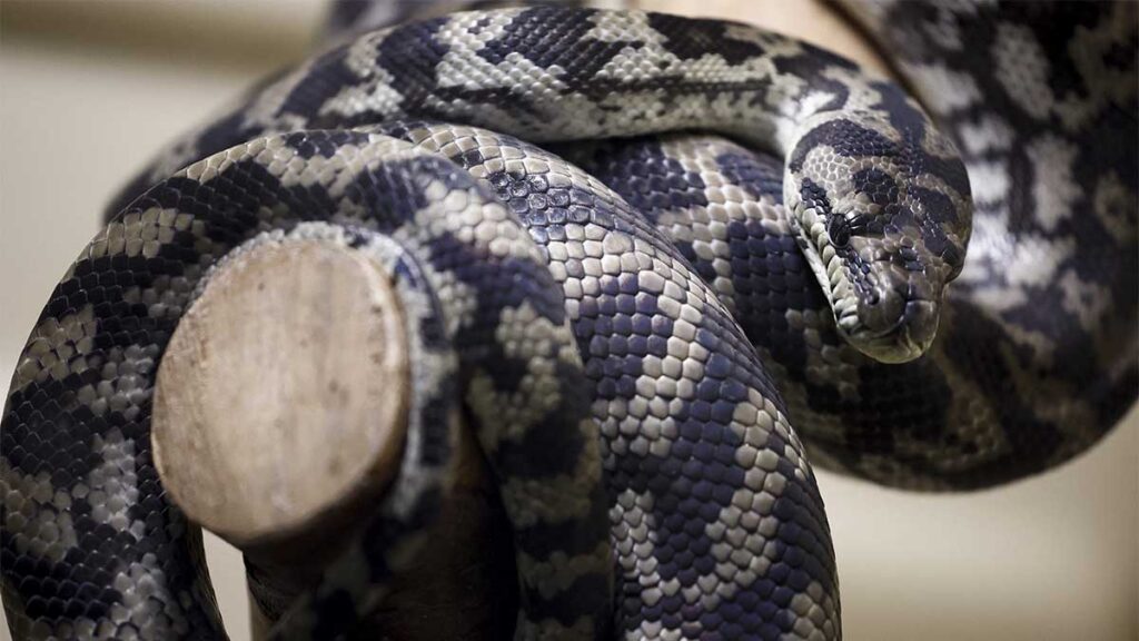 "Engendro" pide ayuda para encontrar a su serpiente.