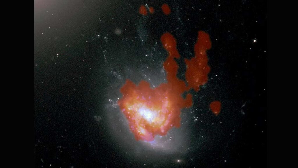 Galaxia Medusa Conejo