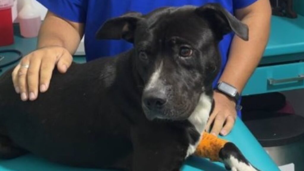 Identifican a 3 agresores de “Negrito”, perrito golpeado en Tonalá... ¡Ya se recupera!