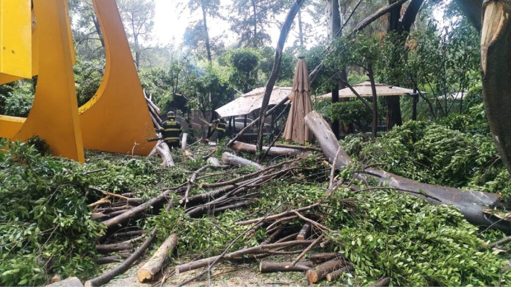Siguen cayendo árboles en CDMX por lluvias, ahora en Polanco.
